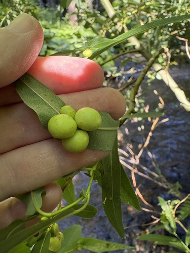 iNaturalist observation photo of Willow Apple Gall Sawfly