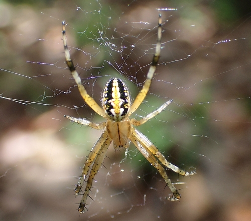Western Spotted Orbweaver