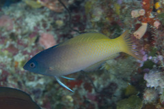 Halichoeres prosopeion