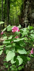 Lathyrus rotundifolius