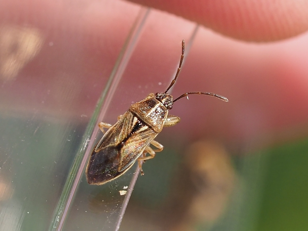 Pachygronthidae