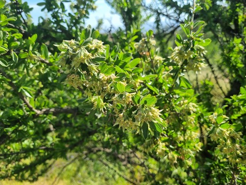 Trevoa quinquenervia, photograph 1