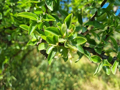 Trevoa quinquenervia