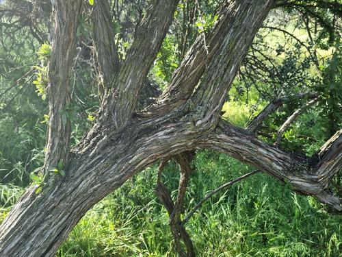 Trevoa quinquenervia, photograph 2