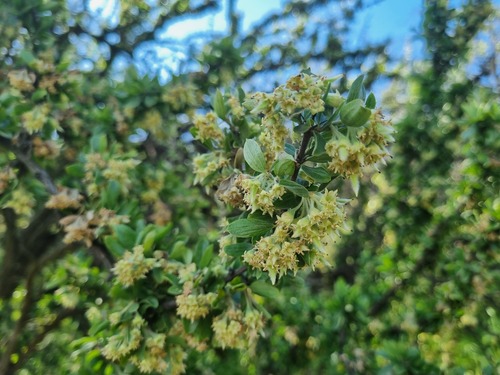 Trevoa quinquenervia, photograph 3