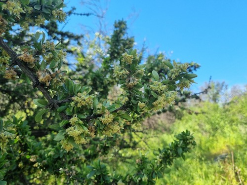 Trevoa quinquenervia, photograph 6