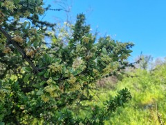 Trevoa quinquenervia, photograph (c) Cesar Ormazabal, some rights reserved (CC BY)