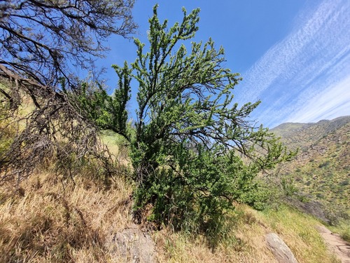 Trevoa quinquenervia, photograph 5