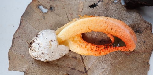 column stinkhorn