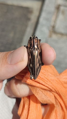 Chalcophora japonica