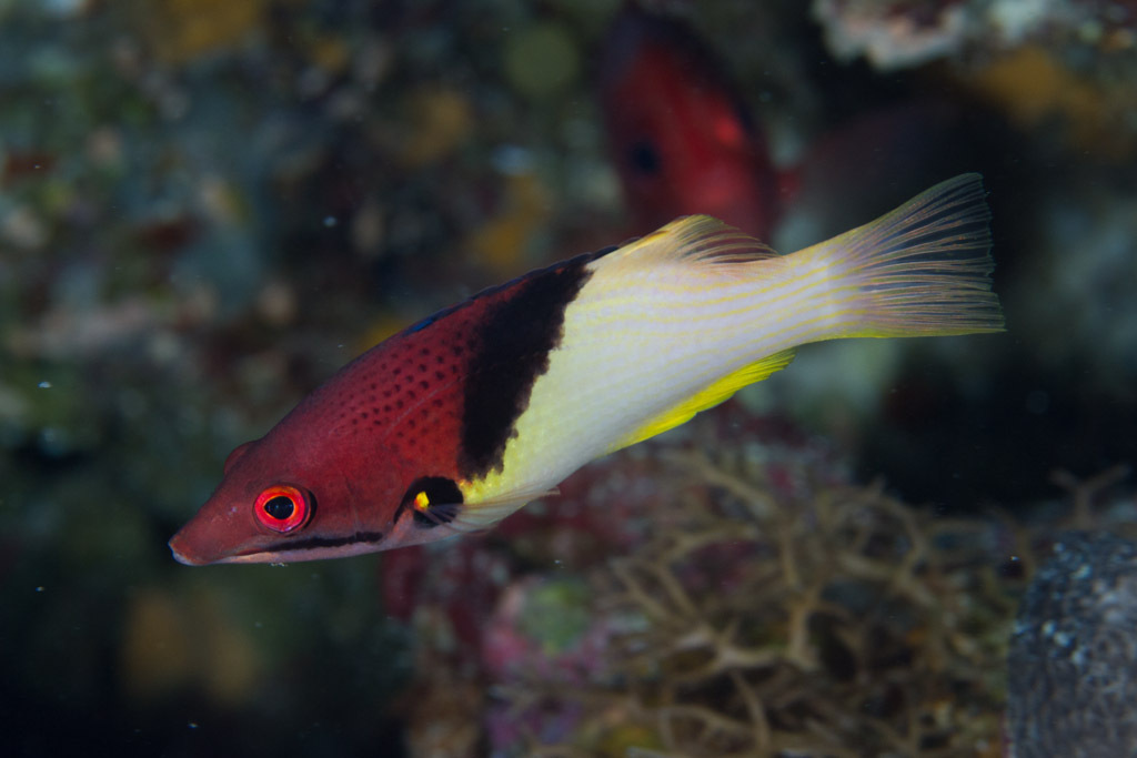 Black-Belt Hogfish