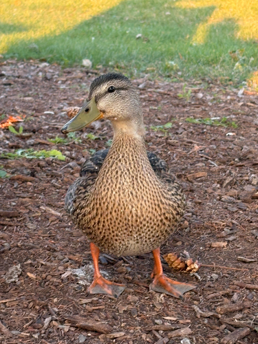 iNaturalist image