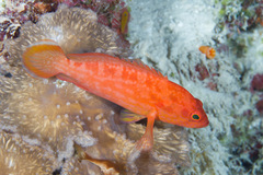 Cephalopholis spiloparaea