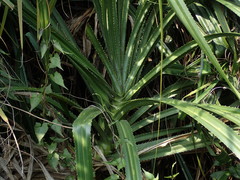 Pandanus kaida