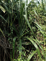 Pandanus kaida