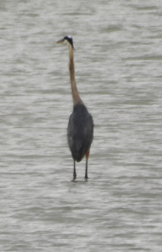 iNaturalist image