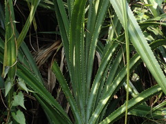 Pandanus kaida