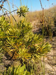 Daphne gnidium