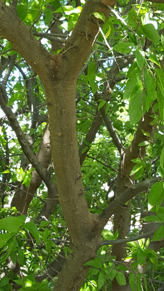 Palo blanco (Paleta Vegetal de Hermosillo) · iNaturalist