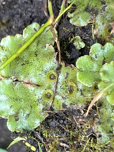 Common Liverwort