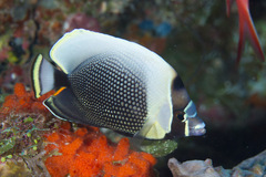 Chaetodon reticulatus