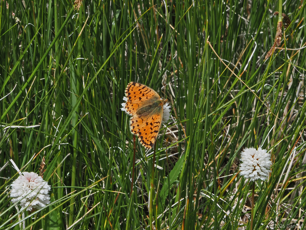 Boloria sifanica