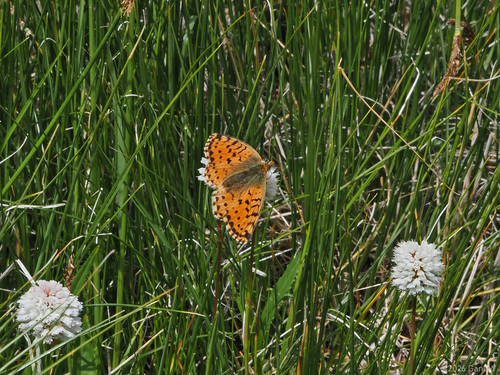 Boloria sifanica