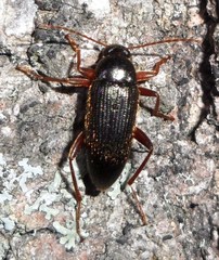 Lobopoda erythrocnemis