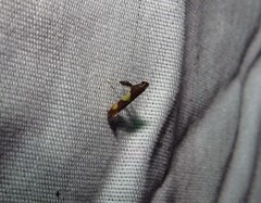 Caloptilia bimaculatella