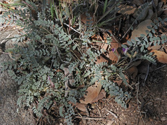 Astragalus tephrodes