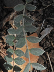 Astragalus tephrodes