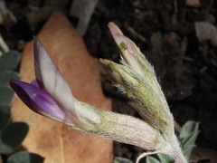 Astragalus tephrodes