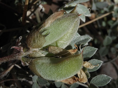Astragalus tephrodes