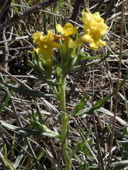 Lithospermum multiflorum