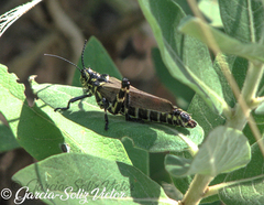 Chromacris speciosa