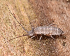 Pogonognathellus dubius