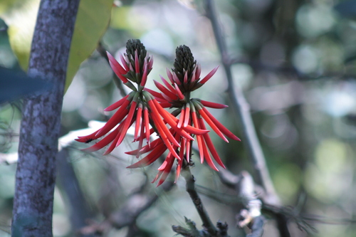 Ivory coral tree (Erythrina speciosa)
