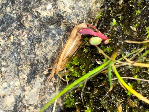 iNaturalist observation photo of Silver-striped Sedges