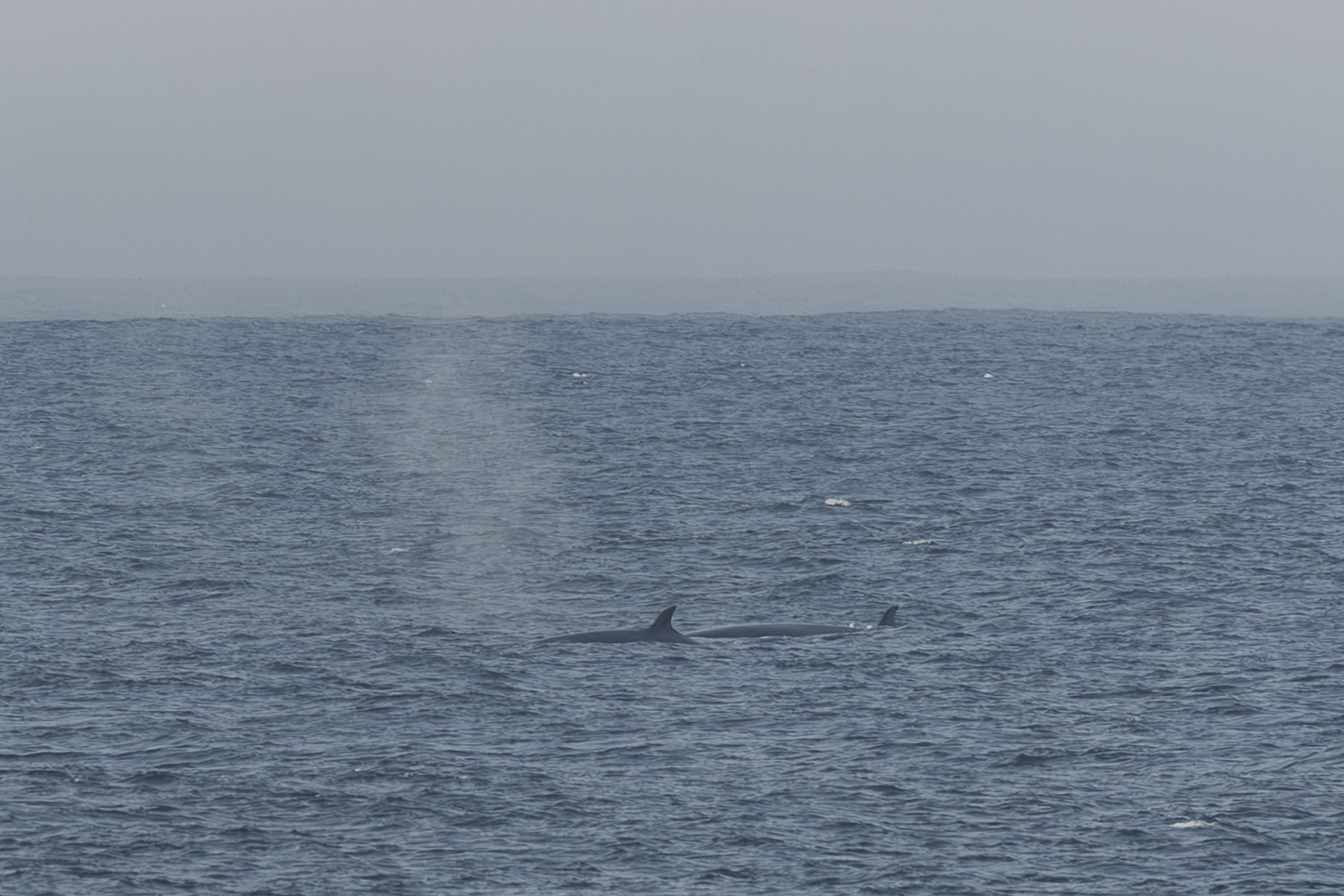Balaenoptera borealis