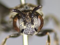 Dioxys