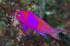 Pseudanthias pleurotaenia