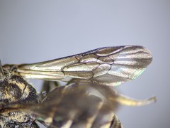 Dioxys