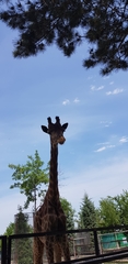 Giraffa