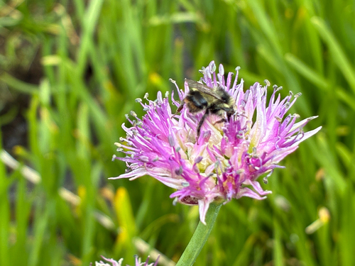 iNaturalist observation photo of Bees