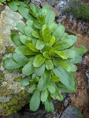 (c) botanygirl, some rights reserved (CC BY) Micranthes micranthidifolia, photograph (c) botanygirl, some rights reserved (CC BY)