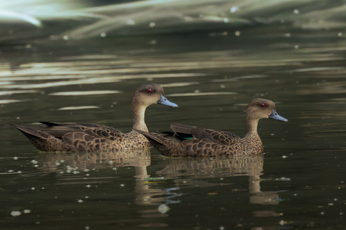 iNaturalist image