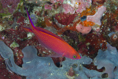 Pyronotanthias smithvanizi