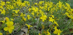 Linum tauricum