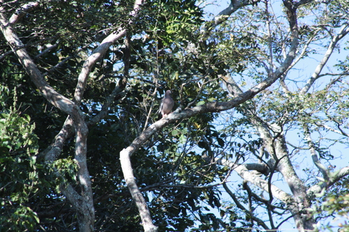 Picazuro Pigeon