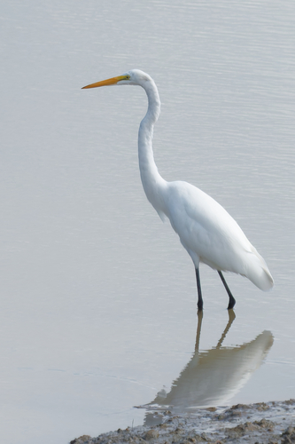 iNaturalist image